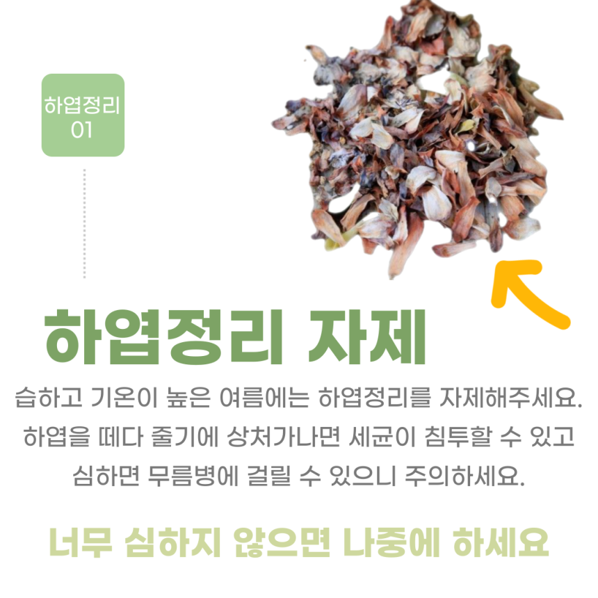 다육식물에게 여름에 하면 안되는 것 3가지