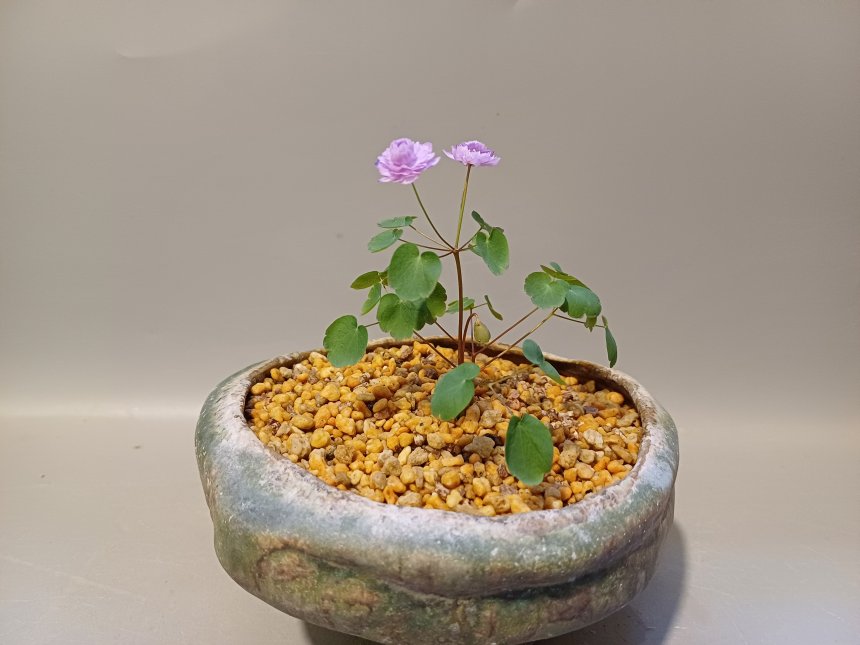 겹꿩의다리 &장예원의꽃그릇
