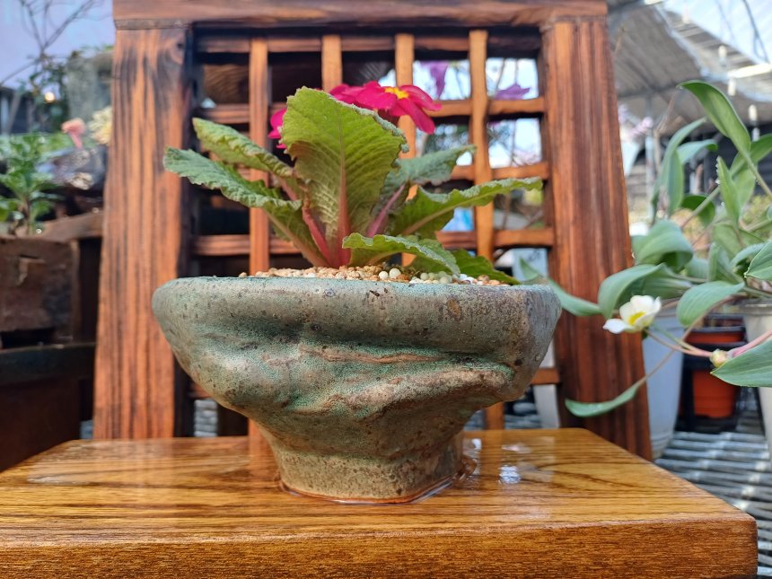 완다앵초(장예원의꽃그릇)