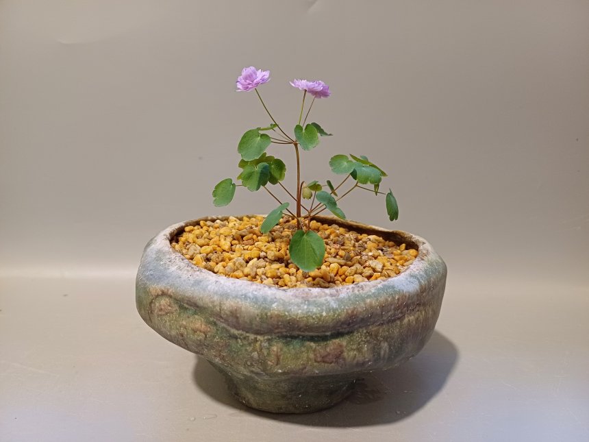 겹꿩의다리 &장예원의꽃그릇