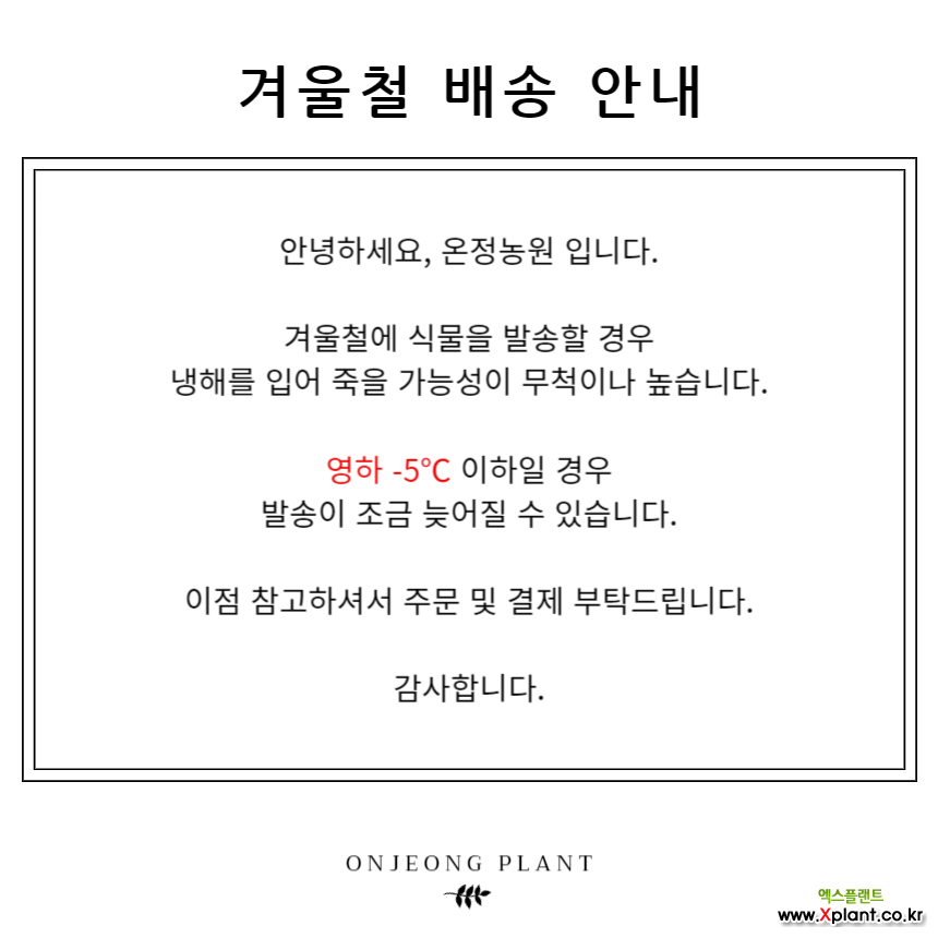 온정농원 만냥금 풍성한수형 공기정화식물 29cm : 공기정화식물 - 엑스플랜트