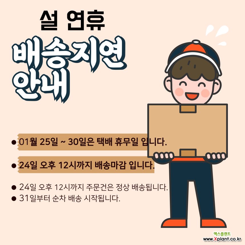 밤나무 묘목 대보밤 묘목 나무 접목1년 : 조경나무 묘목 - 엑스플랜트