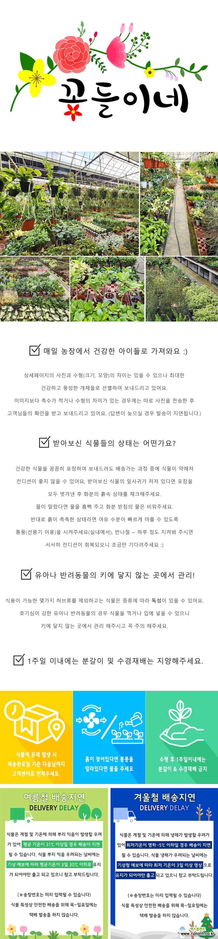 워터코인 수경재배 물에서키우는 키우기쉬운식물 : 수경식물 (수생) - 엑스플랜트