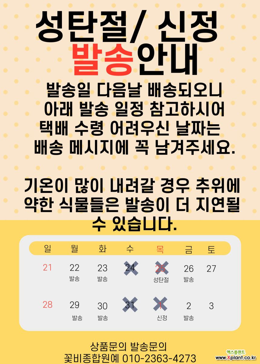 무늬워터코인 소품79 수경재배가능 꽃비종합원예 : 야생화무늬종 - 엑스플랜트