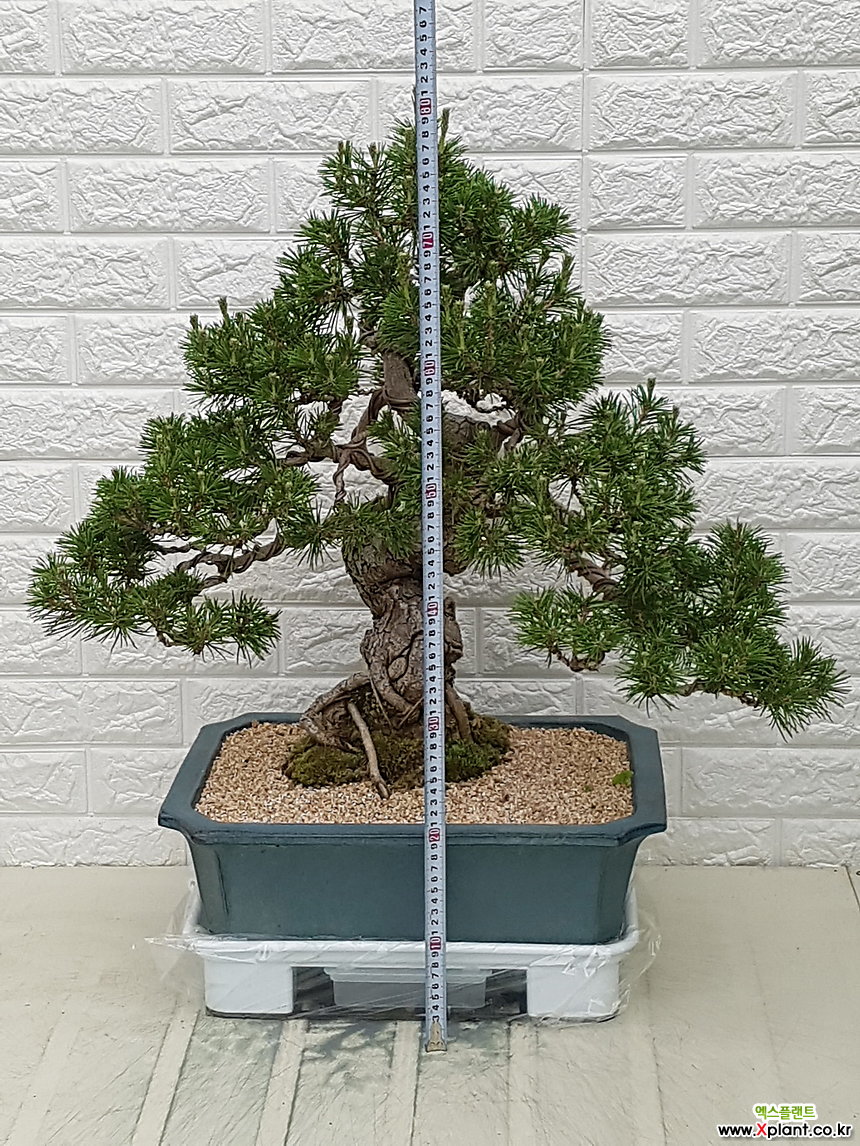 ♥해송,소나무분재 ♥승진축하,취임축하,이전,개업축하 Bonsai