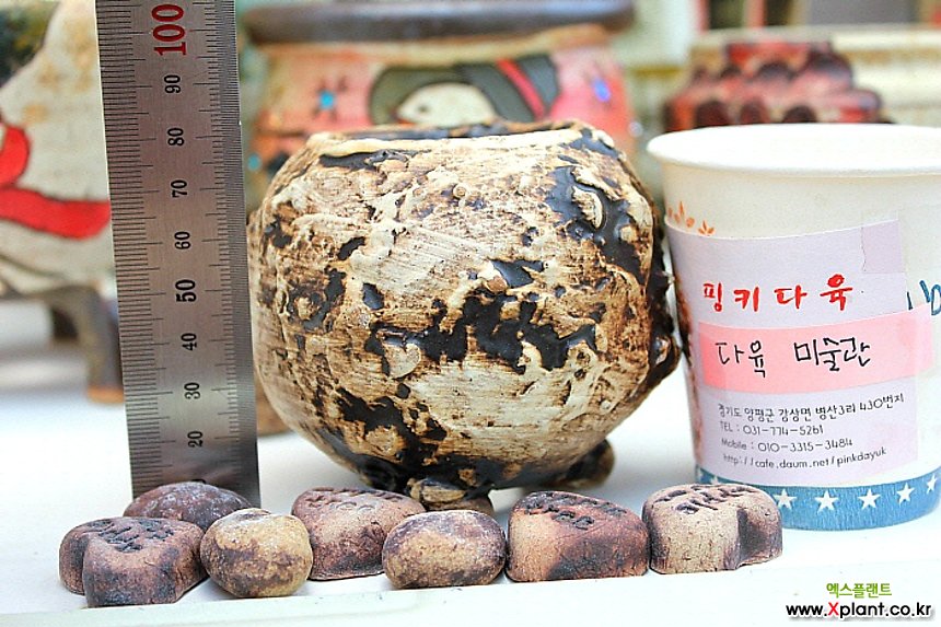 애플트리-잠시 구름이작품 - 엑스플랜트 애플트리-잠시 구름이