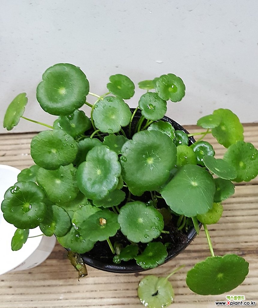 워터코인(소)/수경/수생 /수반/유리 Hydroponic plant - Xplant