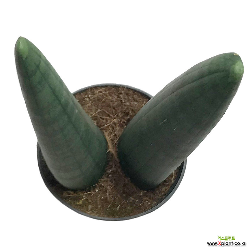 green bubble strelitzia nicolai Strelitzia nicolai  White Bird of Paradise