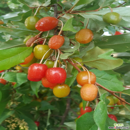 왕보리수나무 (왕보리수) 접목3년생 특묘,같이가치농원 - 꽃 나무 묘목 모종 씨앗 판매