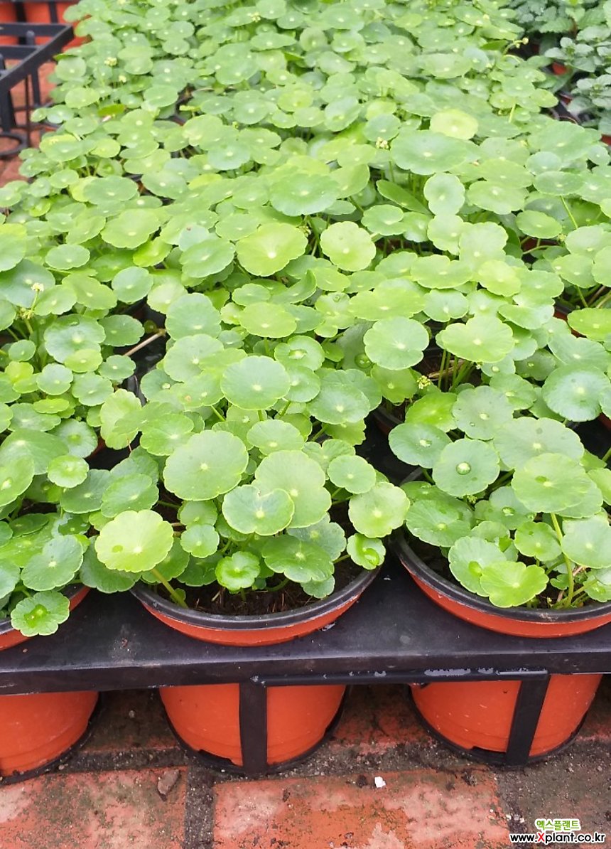 워터코인(10개 묶음)/수반/물 : 야생화 - 엑스플랜트