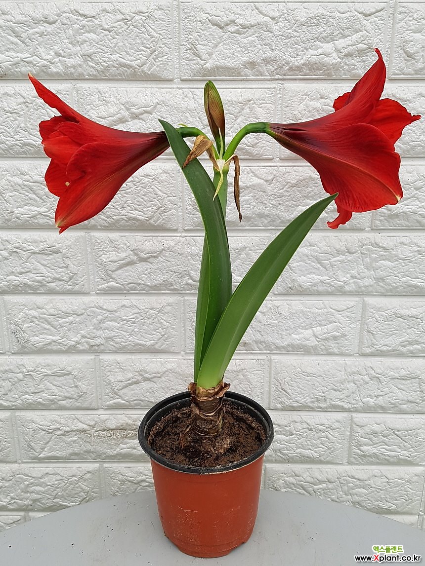 Hippeastrum hybridum 18 Wild Flower - Xplant