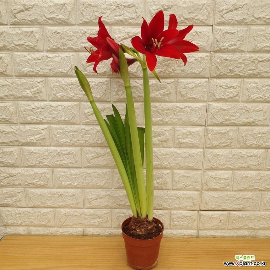 kunstpflanze rund Knstliche Hngepflanze Senecio Kugel 71 cm  Easyplants Deutschland