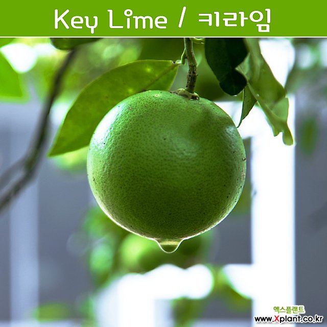 키라임나무 나만의라임 Key Lime 라임키우기세트 교육용 체험용 : 채소/곡물 씨앗 - 엑스플랜트