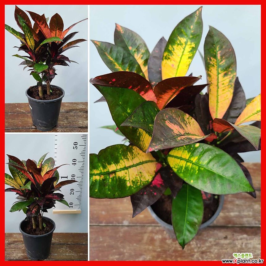 꽃과나무 ] 아이스크로톤 / 관엽 / 공기정화 / 초본류 / 최저13도 / 동남아시아산 : 공기정화식물 - 엑스플랜트