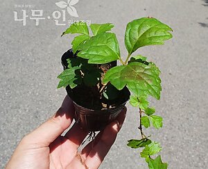 담쟁이덩굴 포트묘목 상품 이미지