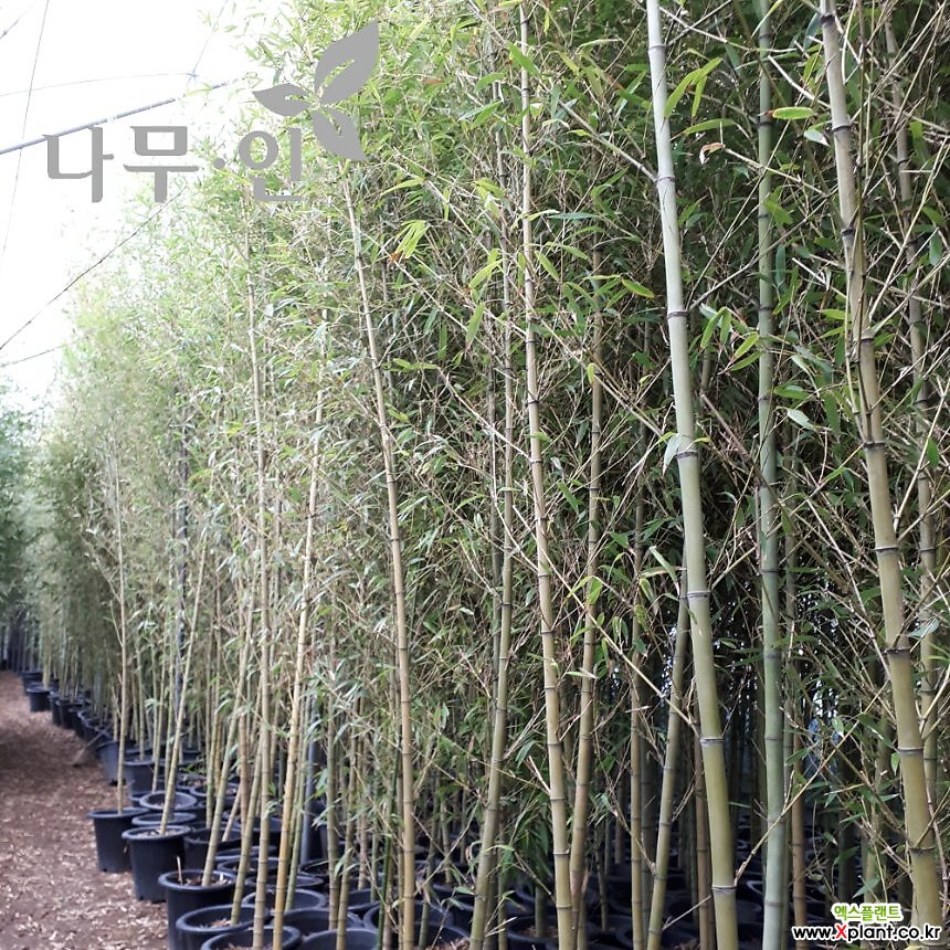 청대나무 청죽 차량배송 : 꽃나무 묘목 - 엑스플랜트 청대나무  청죽 차량배송 : 꽃나무 묘목 - 엑스플랜트