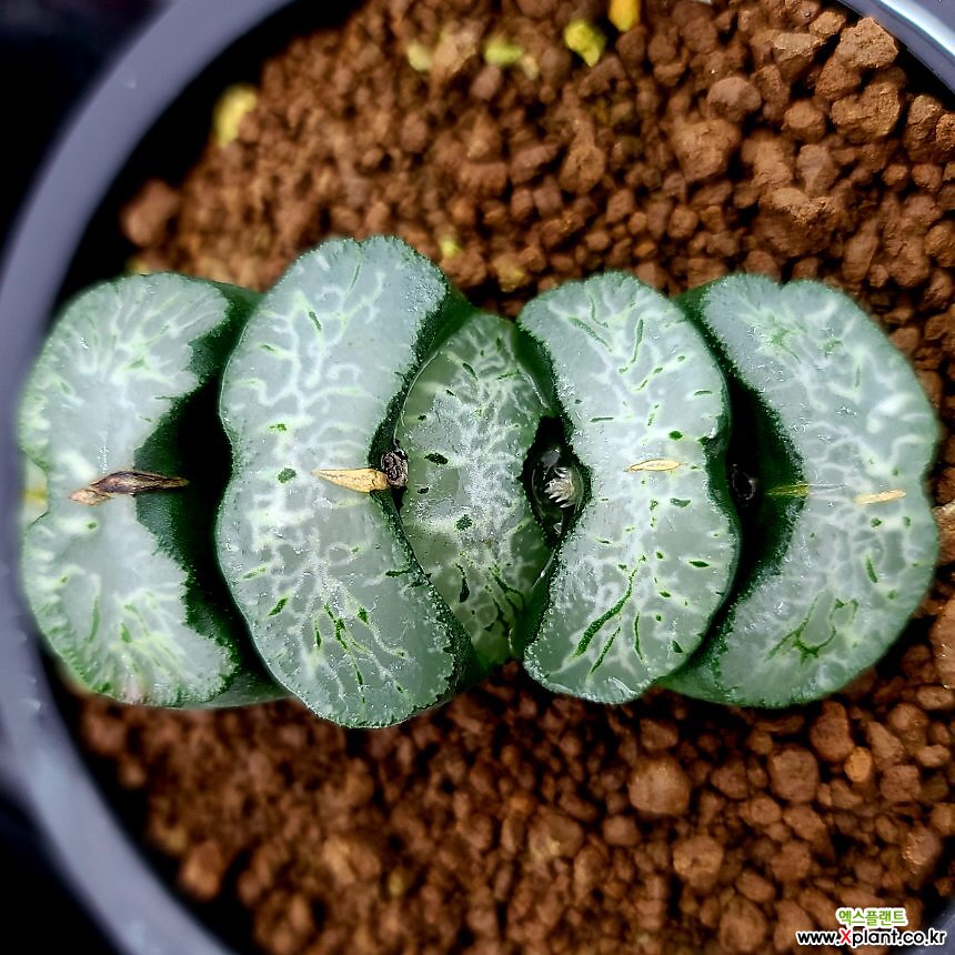 十二卷玉扇錦사락 ハオルシア - Xplant