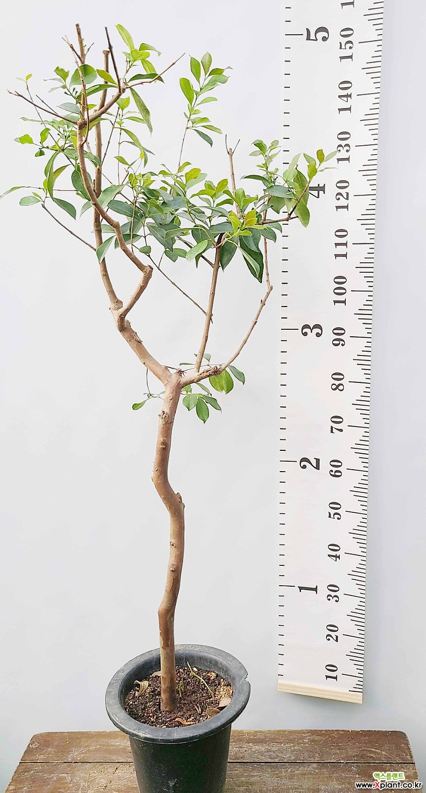꽃과나무 ] 구아바나무 / 중품 / 생명살리는나무 / 유실수 / 양지식물 / 최저온도 5도 / 남미산 : 과일/열매 나무 묘목 - 엑스플랜트  꽃과나무 ]... 
