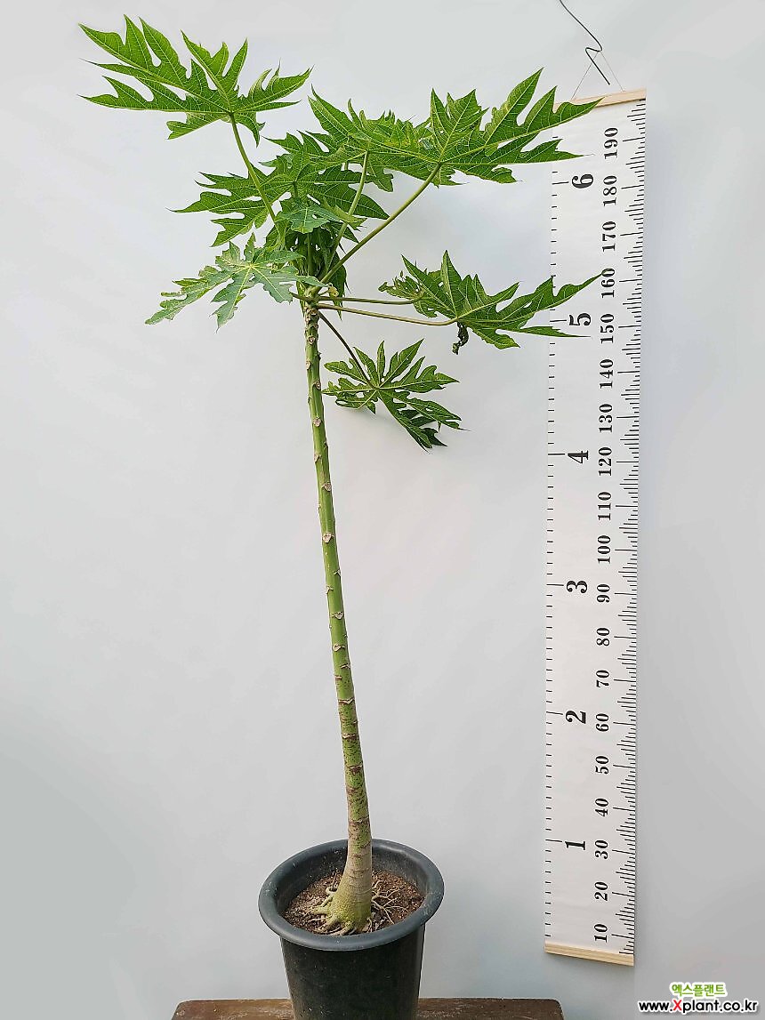 꽃과나무 ] 파파야나무 / 대품 / 유실수 / 열매보기식물 / 양지식물 / 최저13도 / 동남아시아산 : 관엽식물 - 엑스플랜트