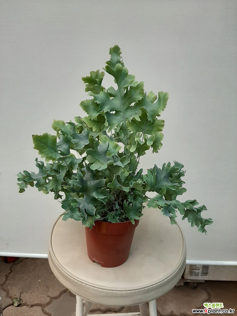 gummibaum abidjan Ficus elastica 