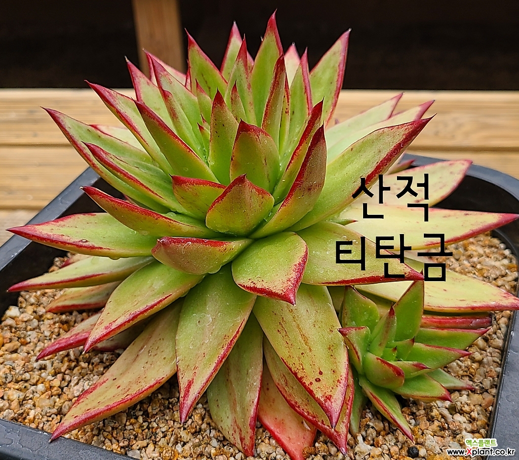 산적 티탄금 : 다육식물 - 엑스플랜트