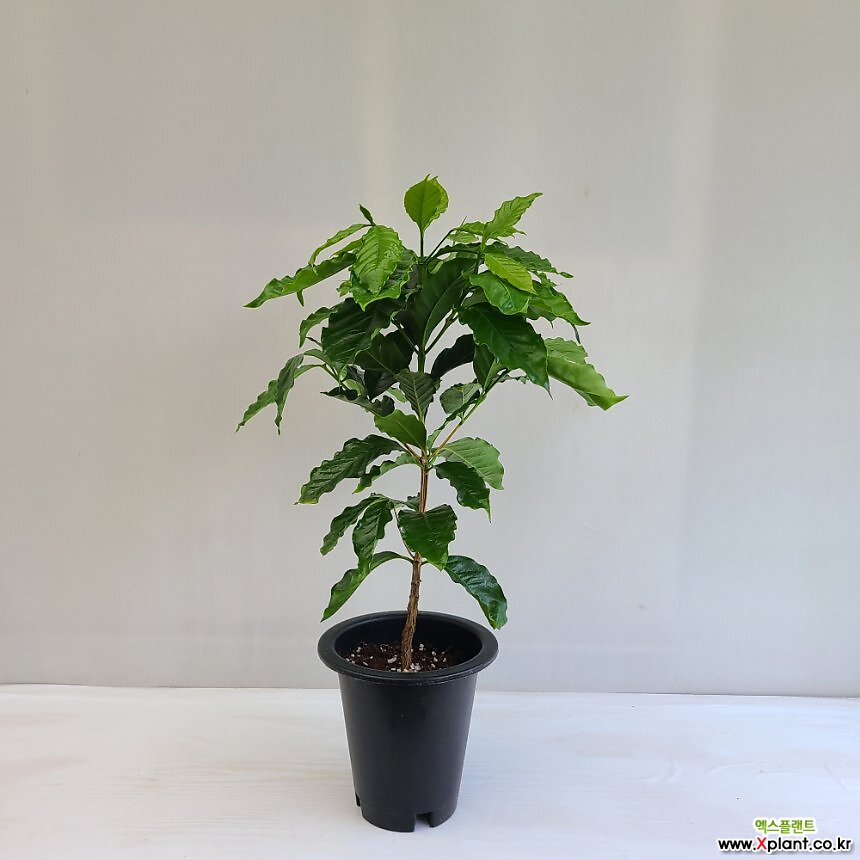 커피나무 아라비카 : 공기정화식물 - 엑스플랜트