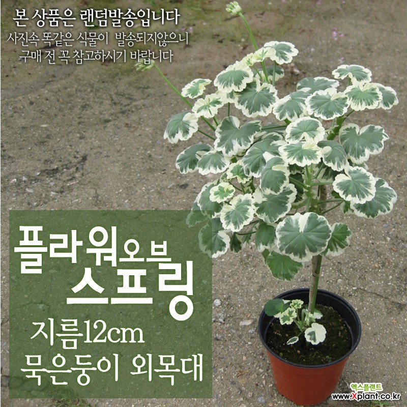 [허브여울제라늄] 플라워오브스프링 (유럽제라늄/펜시리브/흰무늬종) 묵은둥이 외목대 지름 12cm 중소품화분 : 공기정화식물 - 엑스플랜트