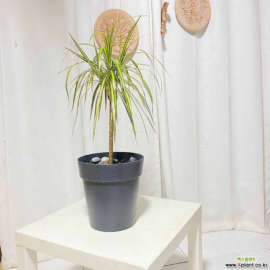 청년농부 드라세나 마지나타 이태리 플라스틱 화분 완제품 인테리어식물 : 관엽식물 - 엑스플랜트