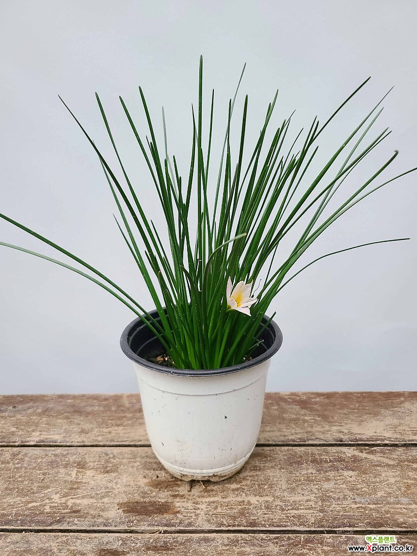 꽃과나무 ] 사프란 / 샤프란 / 소프란 / 백합목 / 하얀꽃 / 여름꽃 / 최저5도 / 유럽남부 : 허브 - 엑스플랜트