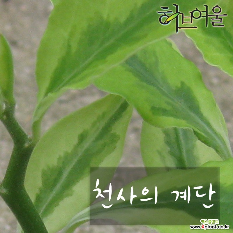 [허브여울다육] 천사의 계단 지름 9cm 소품관엽화분 (상토와 마사만 사용한 건강한식물) : 다육식물 - 엑스플랜트