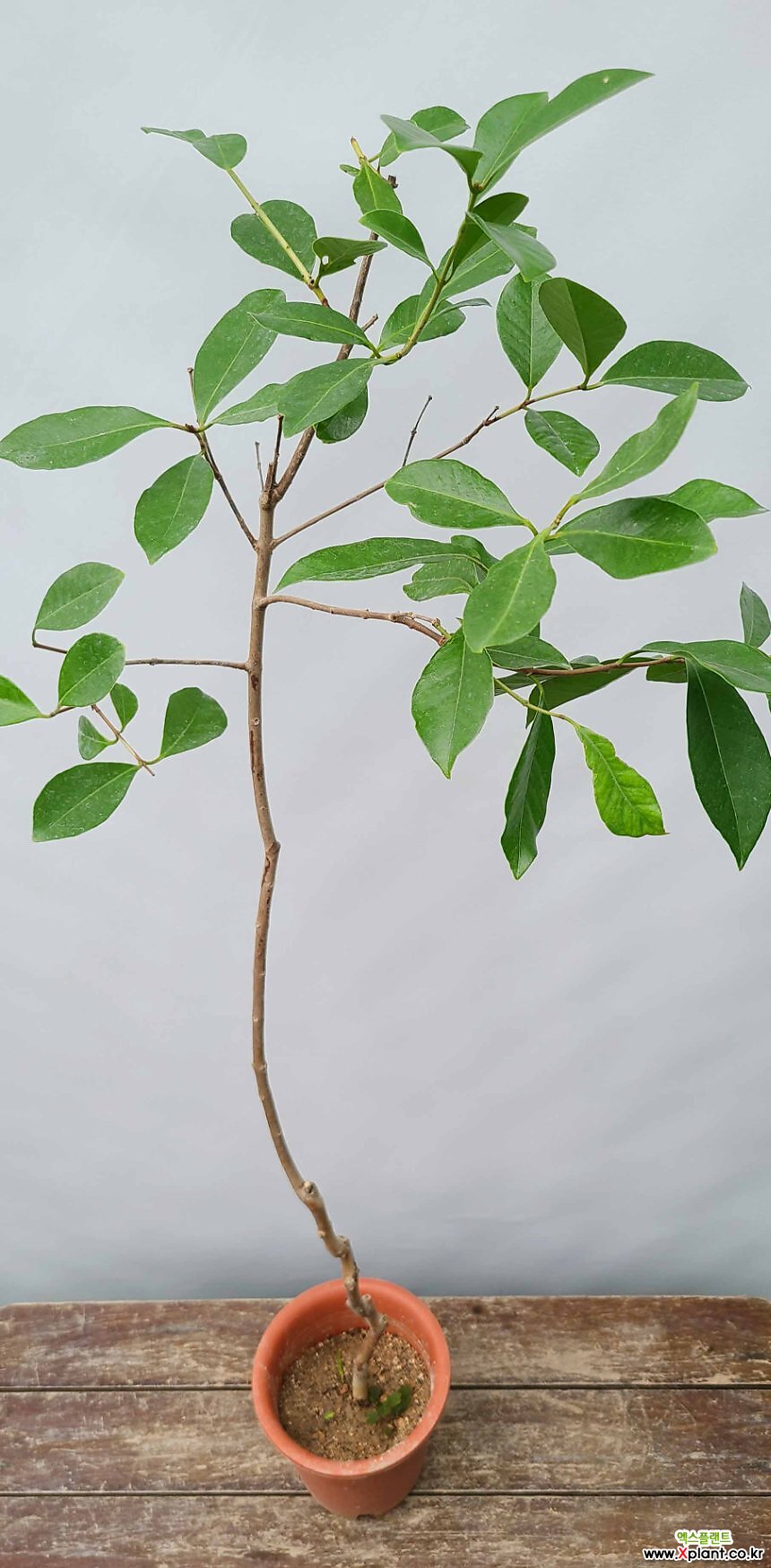 가나안꽃나무 ] 구아바나무 / 소품小品 / 생명살리는나무 / 양지식물 / 최저온도5도 / 미국산 : 과일/열매 나무 묘목 - 엑스플랜트