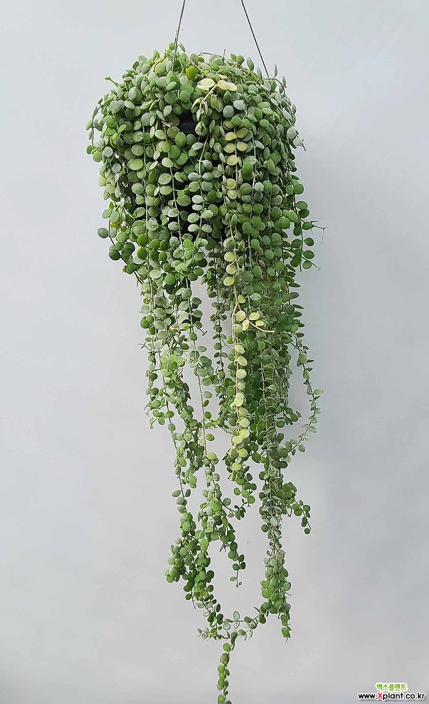 꽃과나무 ] 디시디아 / 버튼 / 다육 / 넝쿨 / 덩굴 / 공기정화 / 최저온도15도 / 동남아시아 : 다육식물 - 엑스플랜트