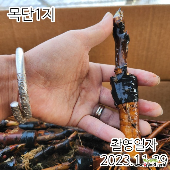 [전국최저가] 명품목단 목단나무 묘목 겹꽃목단 (향옥) 1지,같이가치농원 : 꽃나무 묘목 - 엑스플랜트