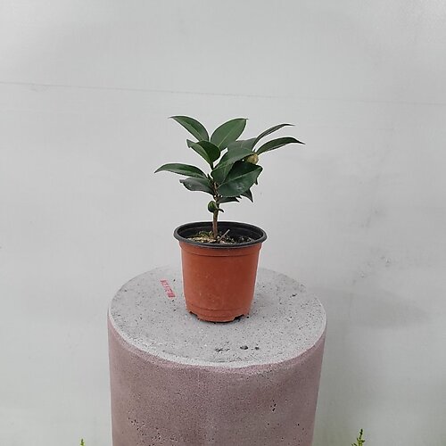 동백나무 묘목' 최저가 검색, 최저가 5,900원 : 쿠차 | 시간을 줄여주는 쇼핑검색