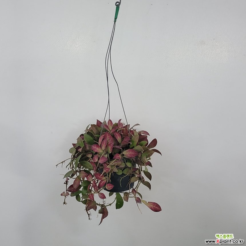 붉은빛 호야레드체리 수입호야 50-70cm 199 : 관엽식물 - 엑스플랜트