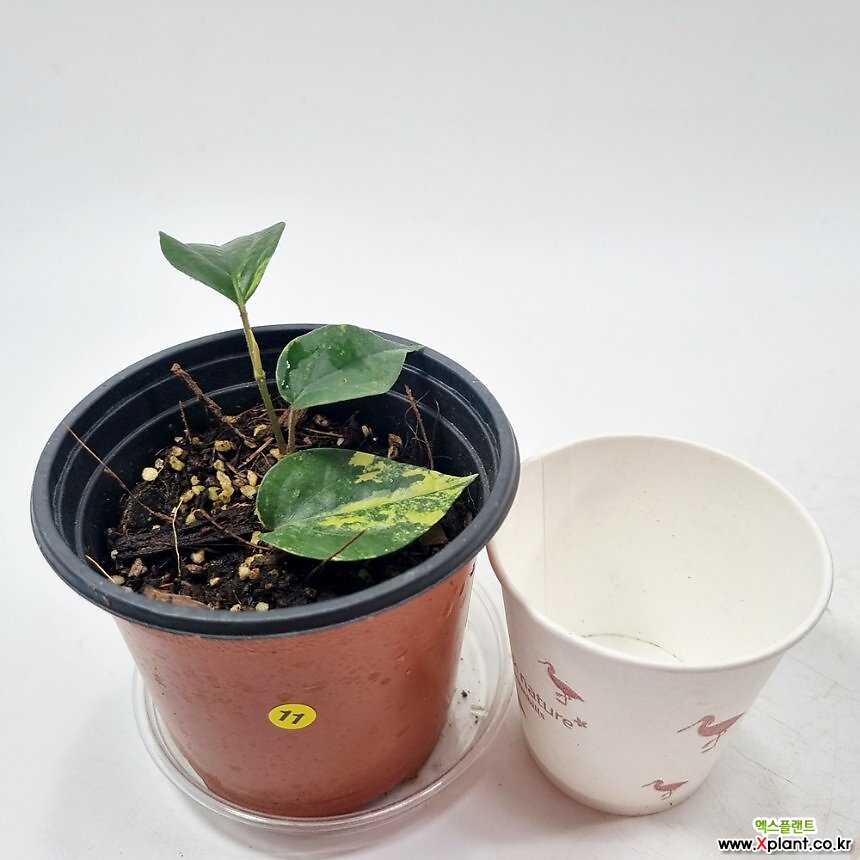 (Piper nigrum variegata) Air purification - Xplant