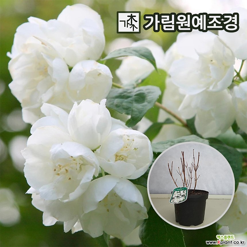 고광나무 묘목 스노우벨(겹꽃) 개화주 가림원예조경 : 꽃나무 묘목 - 엑스플랜트