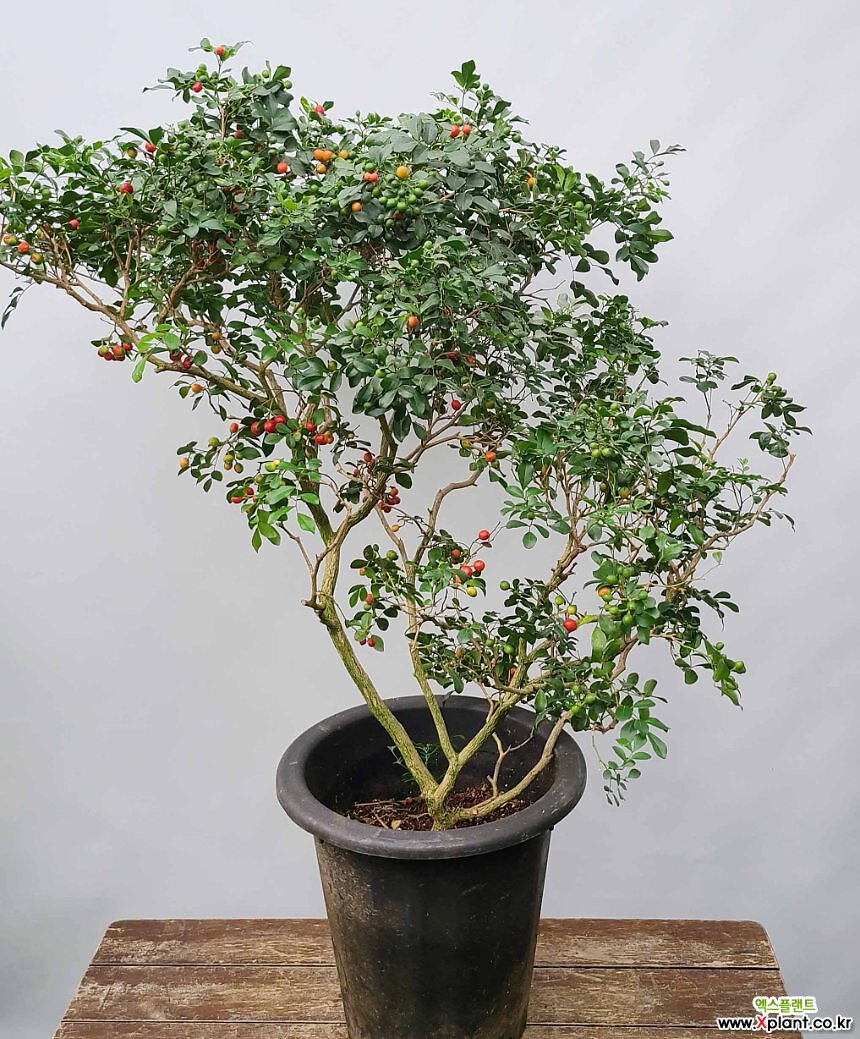 꽃과나무 ] 오렌지자스민 / 대품大品 / 열매 / 쟈스민 / 향기 / 반양지 / 최저온도5도 / 동남아시아 : 과일/열매 나무 묘목 - 엑스플랜트