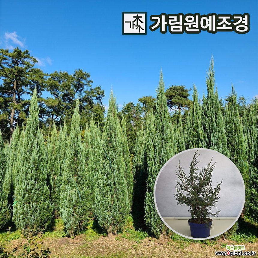 블루엔젤 4치포트 키120/150/200cm 분묘 상록수 가림원예조경 : 조경나무 묘목 - 엑스플랜트