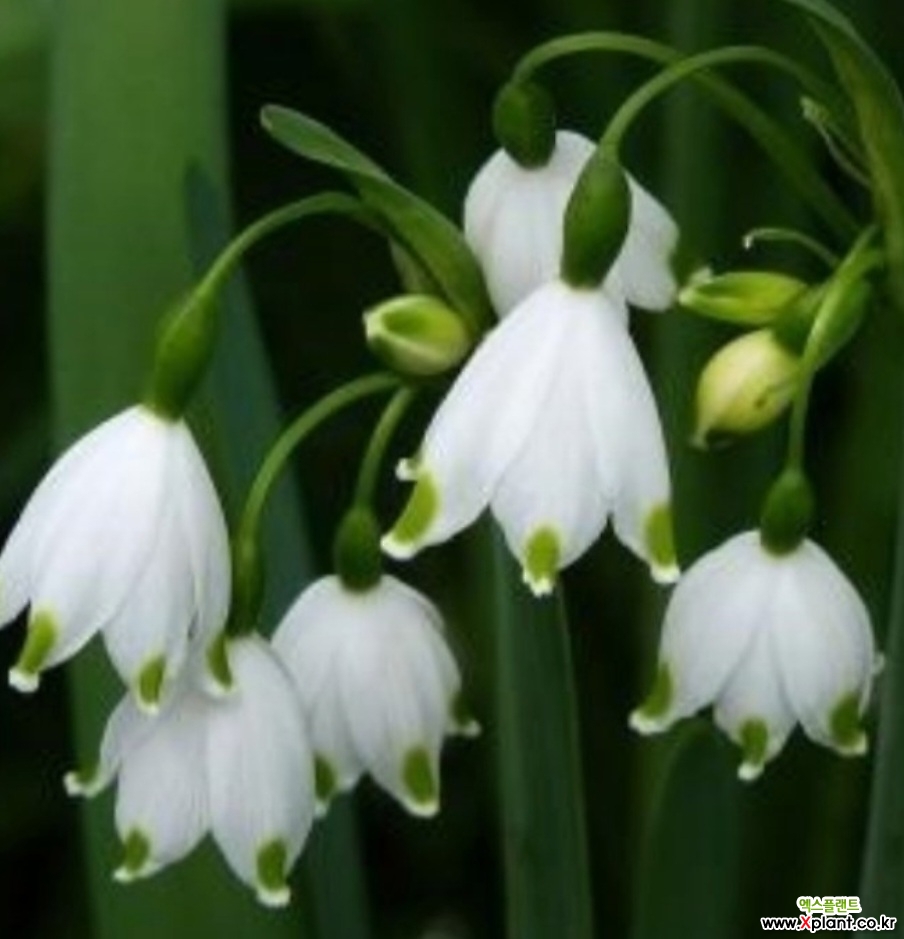 스노우플레이크 ㅡ노지월동 : 야생화 - 엑스플랜트