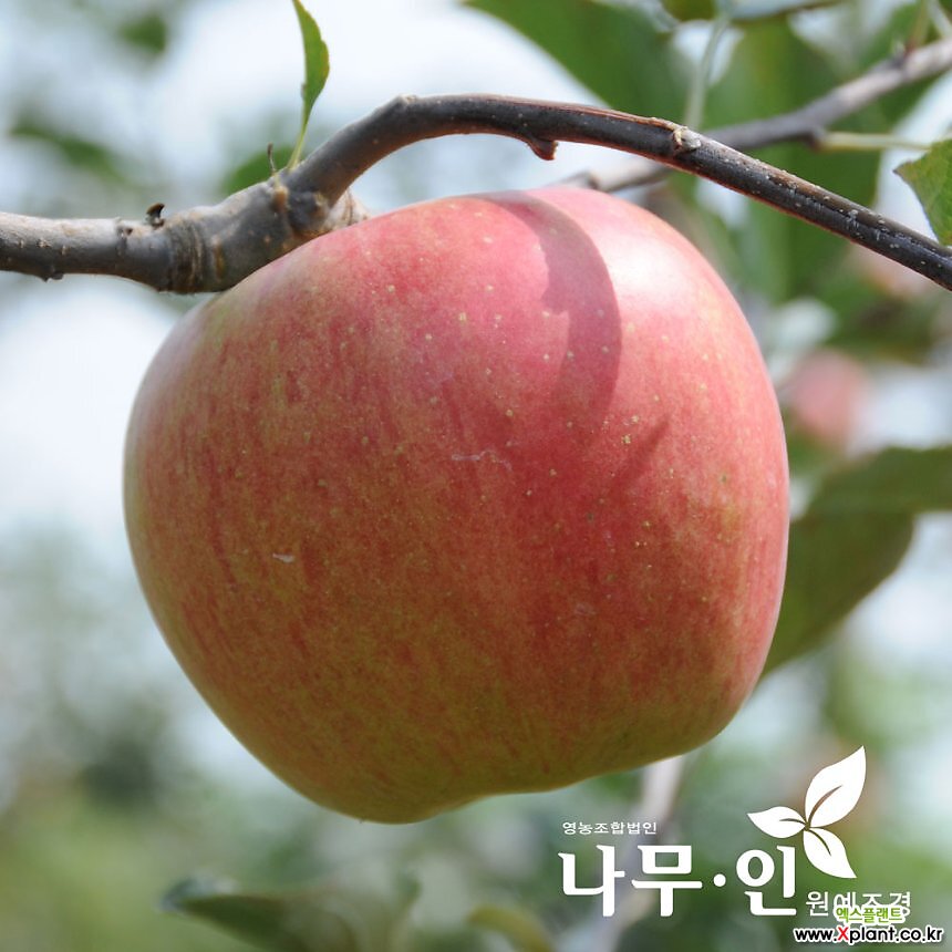사과나무 묘목 접목1년 : 과일/열매 나무 묘목 - 엑스플랜트