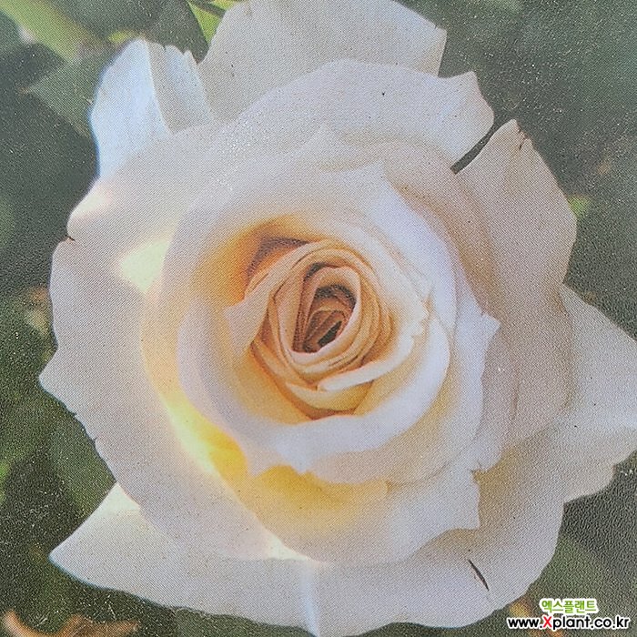 사계줄장미 (스니왈츠) 개화주 포트묘 1주 : 꽃나무 묘목 - 엑스플랜트