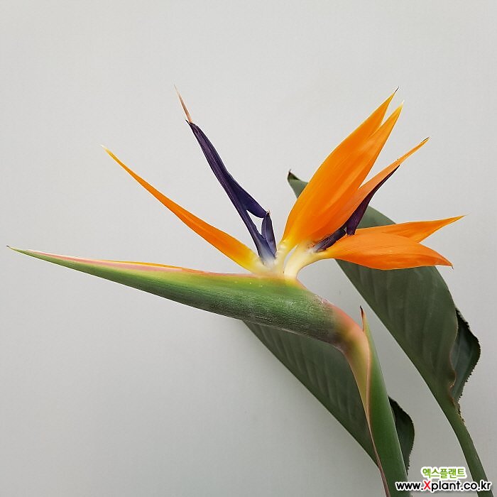 eukalyptus zimmerpflanze hngend FLORISTA Kunsthngepflanze Eukalyptus  jetzt shoppen   BUTLERS