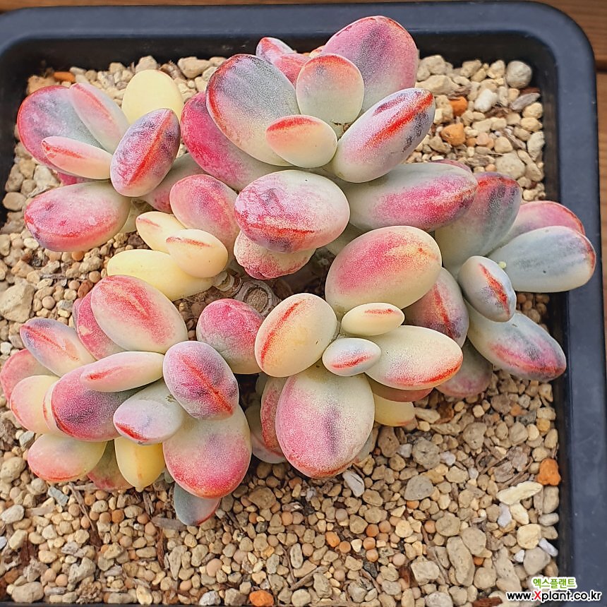 Cotyledon orbiculata cv variegated P 63 Variegated - Xplant