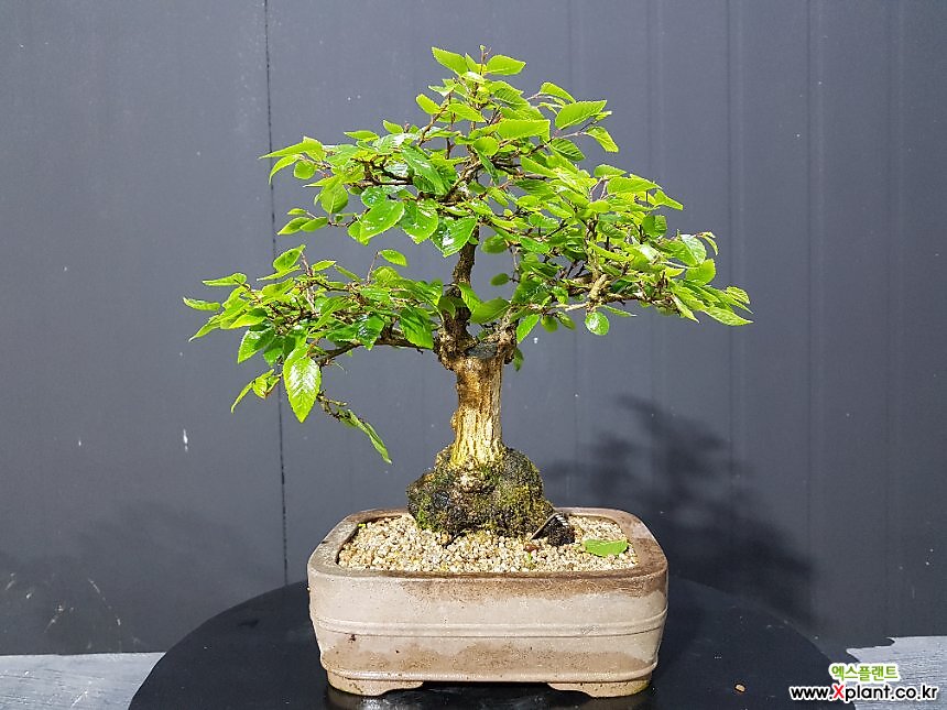 bonsai steps Bonsai: Easy Steps With 21 Species main image 0