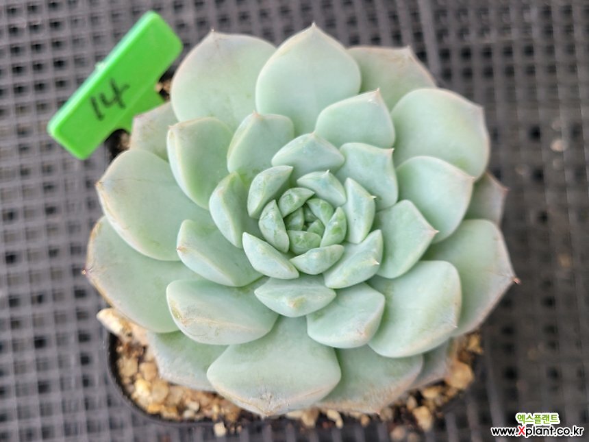 Echeveria Amazing Grace0731 0731 多肉植物- xplant