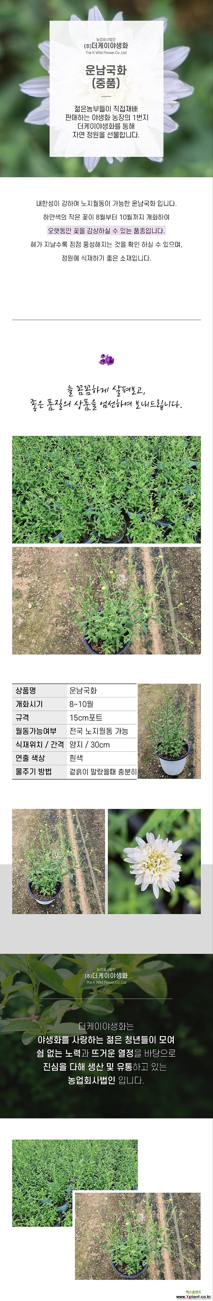 운남국화(중품) 노지월동 국화꽃 흰꽃 가을꽃 정원꾸미기 Wild Flower