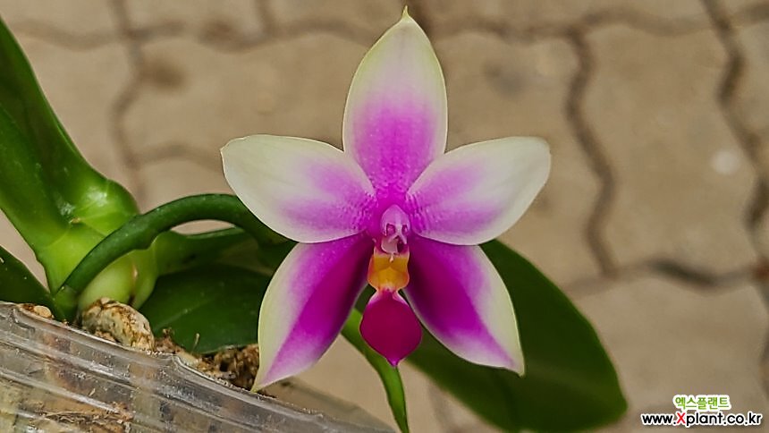 호접원종.B11번.Phal.bellina+sib.벨리나.실생.연노랑색에 핑크색립프.귀한품종. : 기타 서양란 - 엑스플랜트