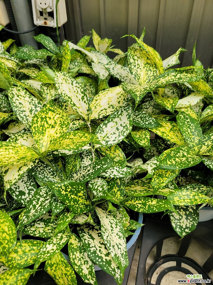 dracaena fragrans tornado 4