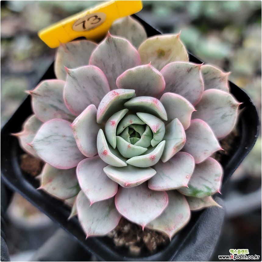 Echeveria Ben Badis Variegated - Xplant